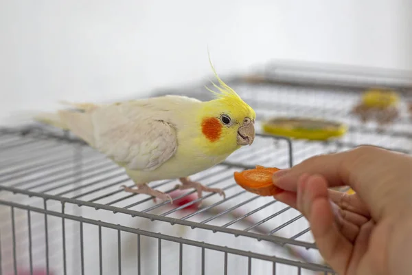Feed Carrots Hands Male Yellow Cockatiel Pet Care — Stock Photo, Image