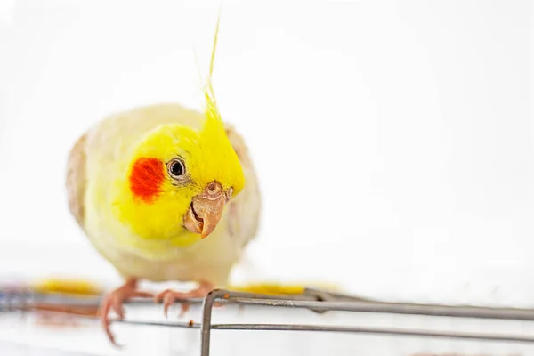 Funny Male Yellow Cockatiel Sits Top Cage Light Background — Stock Photo, Image