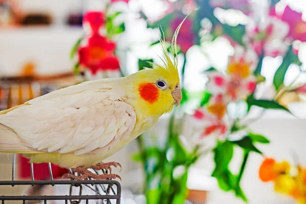 Νεαρός Αρσενικός Παπαγάλος Κάθεται Ένα Κλουβί Φόντο Φρέσκα Λουλούδια — Φωτογραφία Αρχείου
