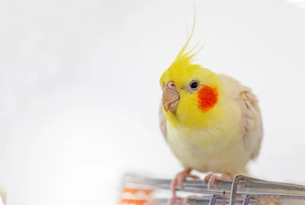 Cute Male Yellow Cockatiel Sits Top Cage Light Background — Stock Photo, Image