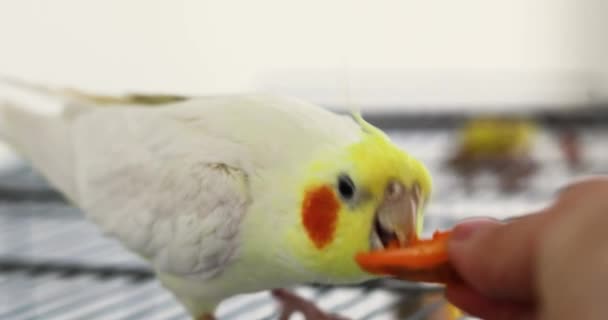 普通的雄凤尾鱼吃着手上的一块胡萝卜 宠物医院 — 图库视频影像