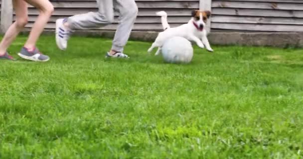 Jack Russell Terrier Jugando Con Una Pelota Con Niños Vacaciones — Vídeo de stock