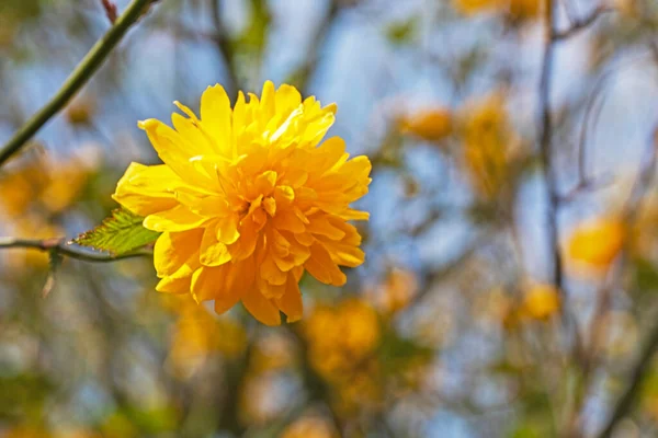 Желтый Китайский Цветок Розы Освещается Солнцем — стоковое фото