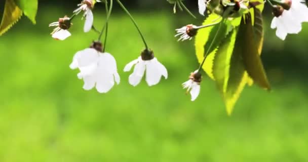 Цветущая Ветвь Сакуры Цветет Ветру Hhhontal — стоковое видео