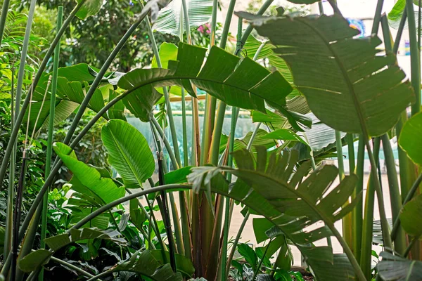 stock image tropical garden with huge banana leaves in the interior. horizontal