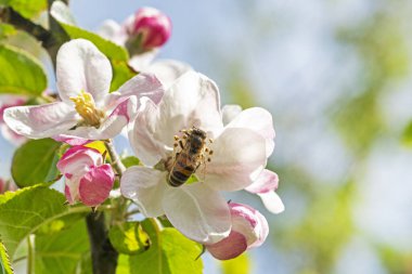 İşçi arı çiçek açan pembe elma ağacından polen topluyor. Tarım