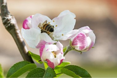 İşçi arı, pembe çiçekleri açan bir elma ağacından polen topluyor. Tarım