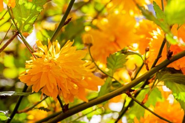 Dışarıda güneşin aydınlattığı sarı Çin gülleri, mevsimler. Yakında okula döneceğim.