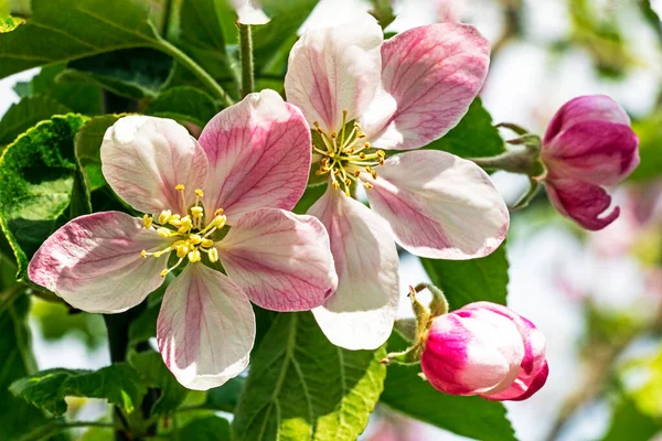 stock image blooming pink flowers of an apple tree on a blue background. garden