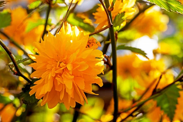 Желтая Китайская Роза Освещенная Солнцем Снаружи Сезоны Скоро Снова Школу — стоковое фото