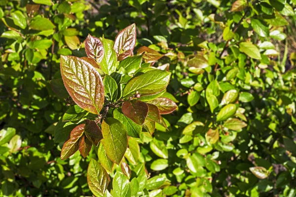 Tło Zielonych Liści Krzewów Trawiastych Zbliżenie Poziomy — Zdjęcie stockowe