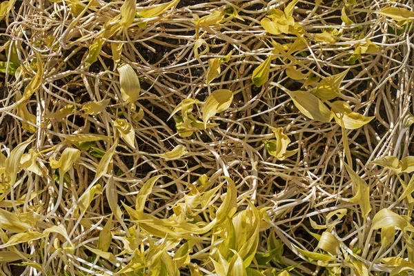 Żółte Liście Kręcone Niewymiarowych Roślin Przed Słońcem Płaskowyżu Ogrodnictwo — Zdjęcie stockowe