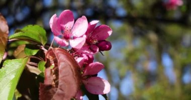 Rüzgarda sallanan pembe sakura çiçekleri.