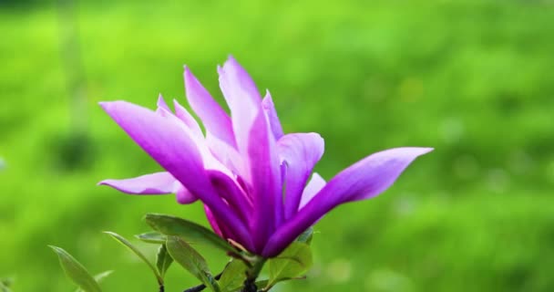 Kwitnące Różowe Kwiaty Magnolii Kołyszące Się Wietrze Zielonym Niewyraźnym Tle — Wideo stockowe