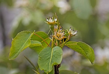 Çiçek açtıktan sonra armut meyvesi yumurtalığı. bahçe ve tarım