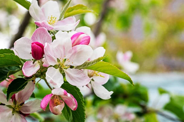 blooming gently pink flowers of a young apple tree. farm agriculture