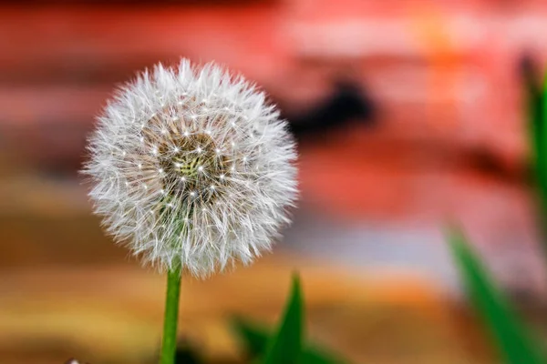 Белый Одуванчик Семенами Светлом Фоне Лекарственные Растения — стоковое фото