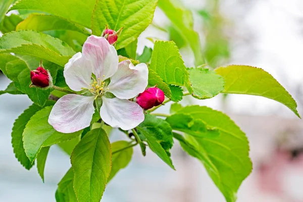 blooming gently pink flowers of a young apple tree. farm agriculture