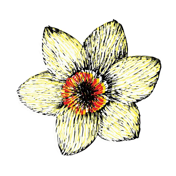 Bela Flor Branca Daffodil Com Amarelo Vermelho Coração Mão Desenhada —  Vetores de Stock