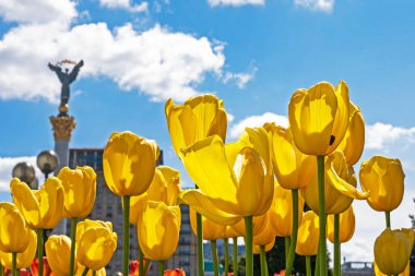 Kyiv 'deki Bağımsızlık Anıtı' nın arka planında güzel sarı laleler. Ukrayna 'da Savaş