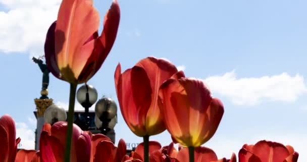Крупный План Красивых Красных Тюльпанов Против Голубого Неба Против Солнца — стоковое видео