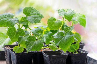 Pencere kenarına dikmeden önce saksıda salatalık filizleri
