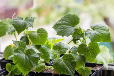 Pencere kenarına dikmeden önce saksıda salatalık filizleri