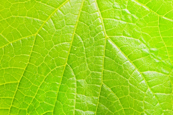Sfondo Verde Brillante Primo Piano Una Foglia Cetriolo Verde Con — Foto Stock