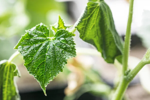 Close Growing Leaves Young Varietal Concumbers Feuilles Fanées Ravageurs Ravageurs — Photo
