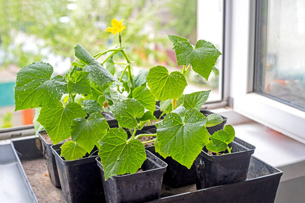 grow flowering seedlings of young varietal cucumbers in pots before planting on the windowsill