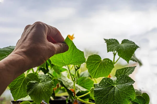 Stock image farmer looks through diseased leaves on seedlings and ovaries of cucumbers with his hand. Agriculture. Garden pests and diseases