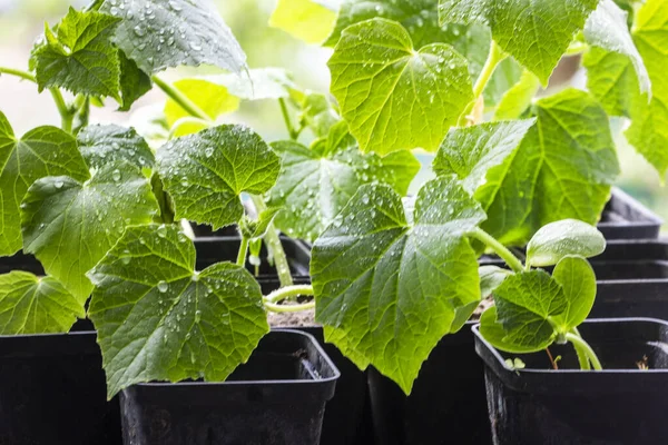 stock image grow flowering seedlings of young varietal cucumbers in pots before planting