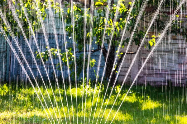 庭で早朝に果物の木に散水する庭のスプリンクラー — ストック写真