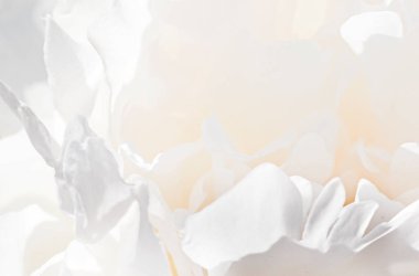 Şakayık yapraklarının soyut, beyaz çiçek arkaplanı, şenlikli düğün geçmişi.