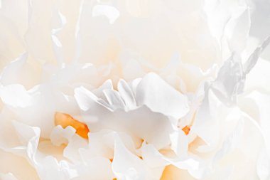 Şakayık yapraklarının soyut, beyaz çiçek arkaplanı, şenlikli düğün geçmişi.