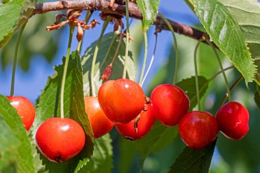 Olgun kırmızı kiraz meyveleri güneş tarafından aydınlatılan bir ağaçta. Bahçe