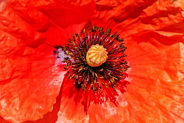 Крупним Планом Польова Червона Квітка Маку Освітлена Сонцем — стокове фото