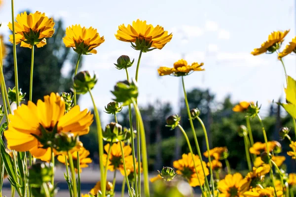 Κίτρινα Λουλουδάκια Φόντο Τον Γαλάζιο Ουρανό Καλοκαίρι Έρχεται Σύντομα Εποχές — Φωτογραφία Αρχείου