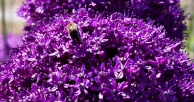 Arı mor çiçek alyum devi AMBASSADOR 'dan polen alır. Arıcılık.