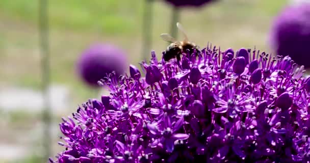 Travailleur Abeille Prend Pollen Une Fleur Pourpre Allium Géant Ambassador — Video