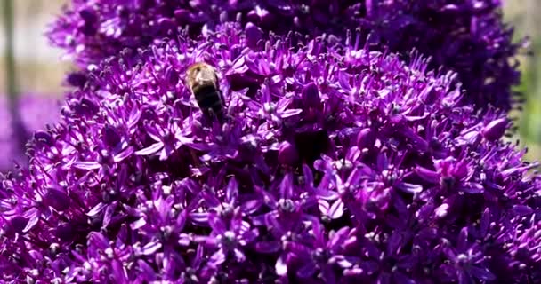Včela Bere Pyl Fialového Květu Allia Obra Ambassador Včelařství — Stock video