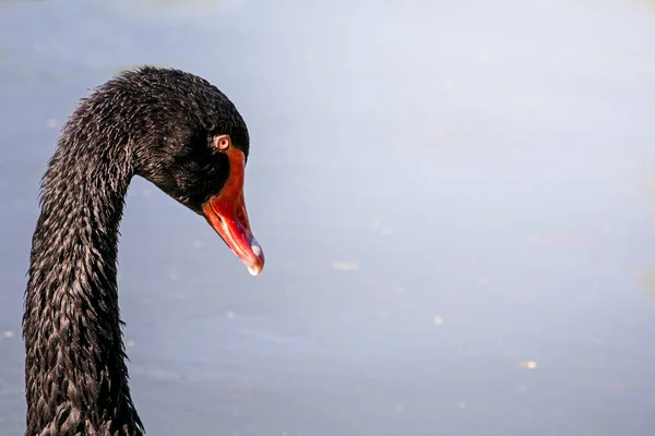 Cabeza Cisne Negro Sobre Fondo Agua Clara Tiempo Soleado Protección — Foto de Stock