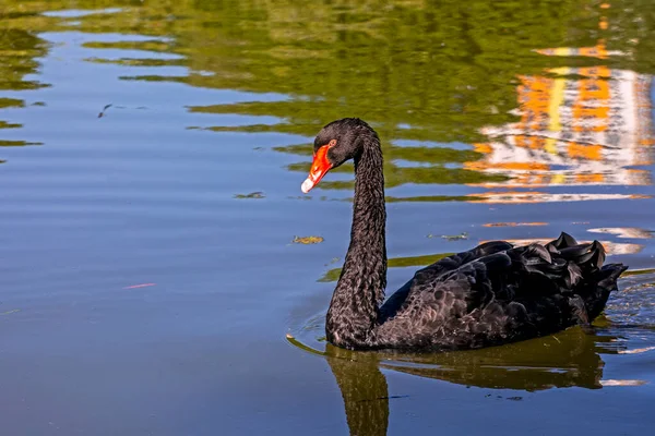 Cisne Negro Nada Agua Clara Tiempo Soleado Protección Reserva Aves — Foto de Stock