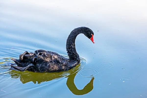 Cisne Negro Nada Agua Clara Tiempo Soleado Protección Santuario Aves — Foto de Stock