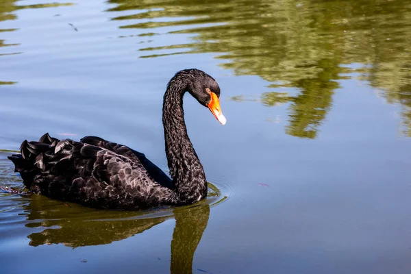 Cisne Negro Nada Agua Clara Tiempo Soleado Protección Reserva Aves — Foto de Stock