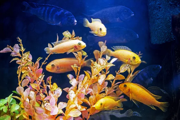 yellow fish Danio glofish swim in an aquarium between yellow algae