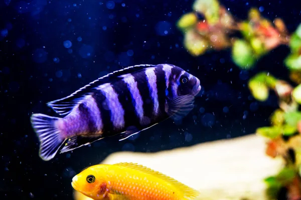Риба Фіолетовими Смугами Псевдотропне Плаває Акваріумі — стокове фото