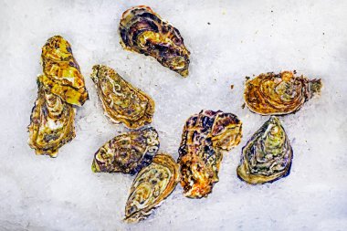 Taze istiridyeler vitrinde buzun üzerinde yatar. Flatlay. Deniz ürünleri.