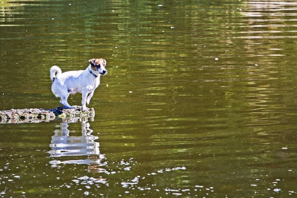 阳光明媚的日子里 在湖上的桥上站着一只湿透了的小狗狗 — 图库照片