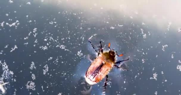 Escarabajo Nada Agua Del Estanque Protección Del Medio Ambiente Los — Vídeos de Stock
